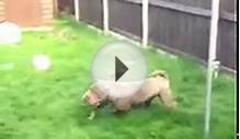 Belle the Shar Pei running around.