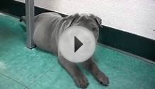 Blue Shar Pei Puppy Running in Circles