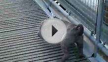 Blue Shar Pei Puppy scared of a little water