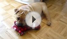 Brooklyn (Shar Pei / English Bulldog) playing with one of