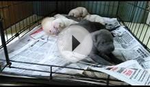 Bulldog and Shar Pei mix puppies