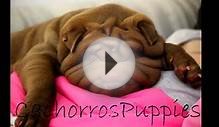 CachorrosPuppies bulldog frances ingles caniche shar pei