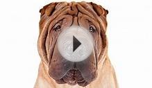 Chinese Shar-Pei Dog Breed Information