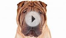 Chinese Shar-Pei Dog Breed Information