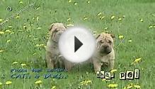 Chinese Shar Pei puppy springtime - Shar-pei #03