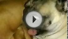 CRAZY PUG ATTACKS SHAR PEI PUPPY