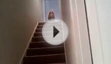 Custard the bear coat sharpei loves the stairs