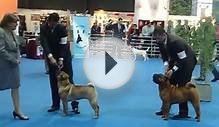 Especializada raza Shar Pei -Expo Nuestros Perros