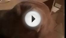 funny, very cute shar pei beagle mix puppy reaction to a