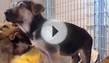 German Shepard / Shar Pei Puppy Cam! Watch Live on