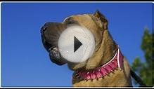 Gorgeous Shar Pei wearing Pink Rose Leather Dog Collar