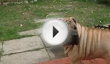 (HD) My Chinese Shar-Pei: BARK!