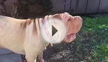 Indiana Bones, Shar Pei Puppy head shake in slow motion!