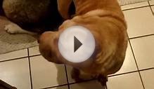 Japanese Akita and Chinese Shar Pei fight over toy