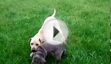 Liddy & Olivia - Shar Peis at Play