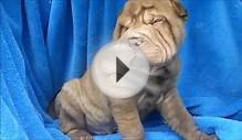 Male Chinese Shar Pei Puppy