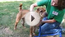 Meet Sadie a Chinese Shar-Pei currently available for