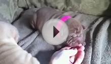 Newborn Shar pei pups