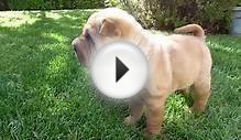 Romeo the Chinese Shar Pei at 9 weeks old