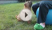 SHAR PEI _ALBERT_ IRELAND