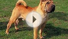 Shar Pei – Características da raça, fotos e vídeos