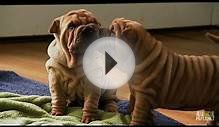 SHAR PEI DOGS