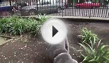 Shar pei fri 20 july 2012 George Godley London U.K 00179.mp4