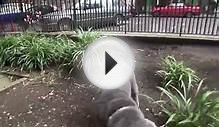 Shar pei fri 20 july 2012 George Godley London U.K 00179.mp4