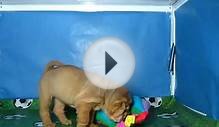 Shar Pei Hembra COV REF:133 7