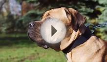 Shar Pei looks like million dollars in Elegant Leather