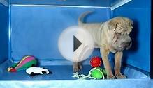 Shar Pei Macho COV REF:184 26