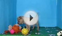 Shar Pei Macho STA REF:113 10