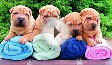 Shar Pei Puppies For Sale at PetsYouLike