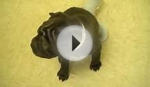 Shar Pei Puppies For Sale puppies Brick New Jersey