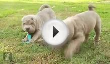 Shar Pei Puppies Throw A Shar Par-Pei Par-tay!