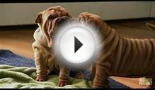 Shar-Pei Puppies | Too Cute!