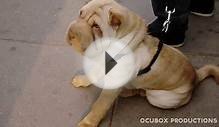 SHAR-PEI PUPPY - CUTEST DOG EVER!