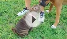 Shar pei puppy plays with 3 large boxers