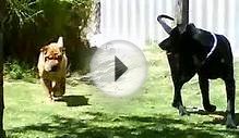 shar pei vs mastiff x pup dog fight