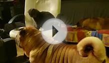 Sharpei playing with Scottish fold