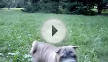 Sharpei puppies on a walk. (STEEP STRAIN kennel)