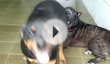 Sharpei vs Rottweiler