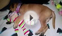 Sharpull Terrier pup(3)