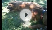 Smart Sweet Shar Pei Shares Bone With Pomeranian Pal