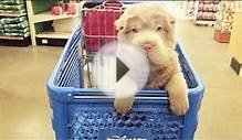 This Bear Coat Sharpei has over 100k Instagram followers