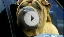 Wrinkle-free Shar-pei