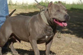 5 Facts You should Know about Blue Nose Pitbull
