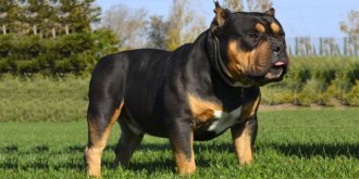 American Bullies are sweet dogs despite their intimidating appearance