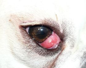 Cherry Eye in Dogs