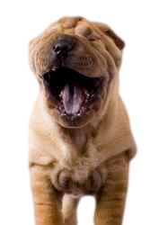 Dog breeds that are prone to oily dog dandruff include the Shar-pei.